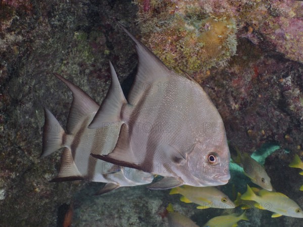 Atlantic spadefish (Chaetodipterus faber) swim near corals and rocks. Dive site John Pennekamp Coral Reef State Park, Key Largo, Florida Keys, Florida, USA