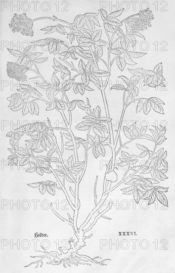 Ammi majus (Ammi majus), woodcut by Leonhart Fuchs, from New Kreüterbuch, neues Kräuterbuch, Michael Isingrin, Basel, Switzerland, 1543