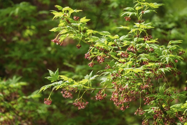 Acer pseudosieboldianum (Acer pseudosieboldianum), Münsterland, North Rhine-Westphalia, Germany