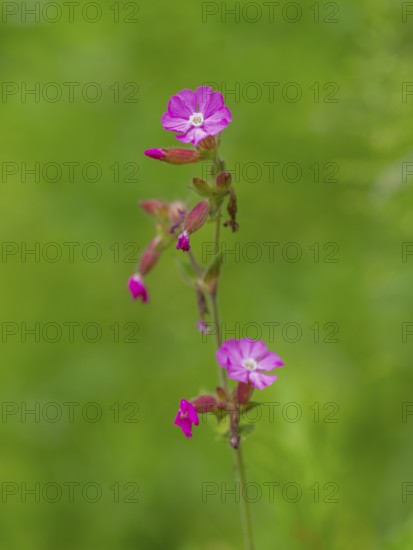 Close-up, Red campion (Silene dioica), Deister, Calenberger Bergland, Schaumburg, Hameln-Pyrmont, Hannover Region, Germany