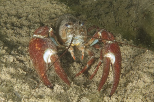 A crayfish with red claws, signal crayfish (Pacifastacus leniusculus), American crayfish, invasive species, moves over sandy ground. Terlinden dive site, Küsnacht, Lake Zurich, Canton Zurich, Switzerland