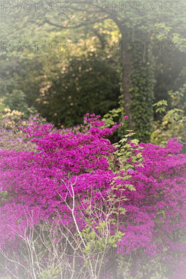Rhododendron occidentale (Rhododendron occidentale) in pink, large shrub and many flowers, in the background a tree trunk overgrown with ivy and green shrubs, in the foreground individual branches with green leaves, Dortmund, Rombergpark, North Rhine-Westphalia, Germany