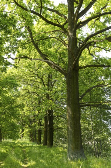 Oak avenue (quercus) near Döbra, Oßling, Saxony, Germany