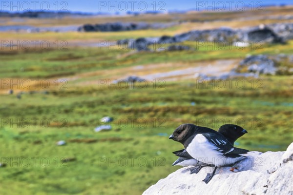 Little auks (Alle alle) perched on on a rock in a arctic landscape in the summer Svalbard, Norway