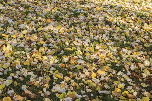 Fallen leaves from Syringa reticulata 'Falconskeape' - Japanese Tree LIlac on green grass lawn in autumn, Quebec, Canada