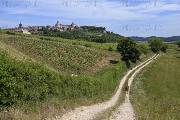 Hikers on the way to Vézelay, Yonne department, Bourgogne-Franche-Comté region, Burgundy, France