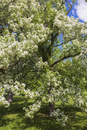 Malus sieboldii 'Snowdrift', Toringo Crabapple tree with white flower blossoms in spring, Montreal Botanical Garden, Quebec, Canada