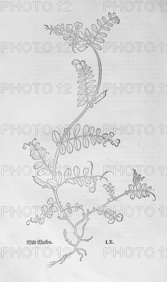 Vetch (Vicia sepium), woodcut by Leonhart Fuchs, from New Kreüterbuch, neues Kräuterbuch, Michael Isingrin, Basel, Switzerland, 1543