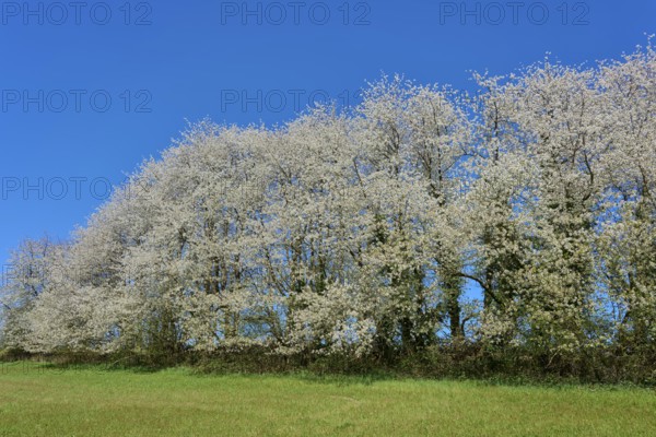 Row of blossoming cherry trees under a clear blue sky over a green meadow, Seckmauern, Lützelbach, Odenwald, Hesse, Germany