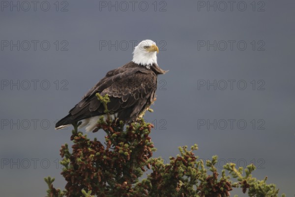 Bald Eagle (Haliaeetus leucocephalus), Alaska, USA
