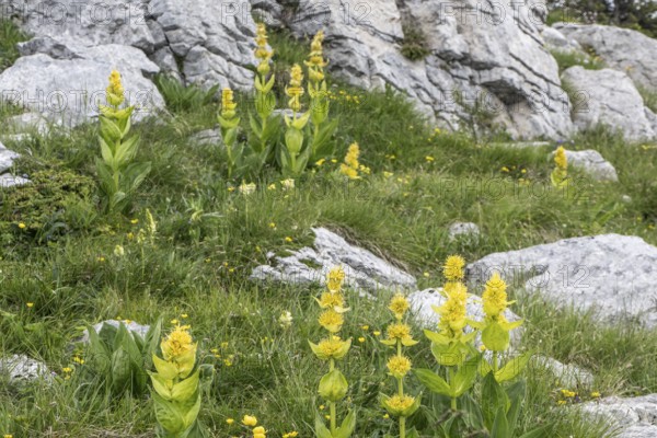 Great yellow gentian (Gentiana lutea), Monte Baldo, Veneto, Italy