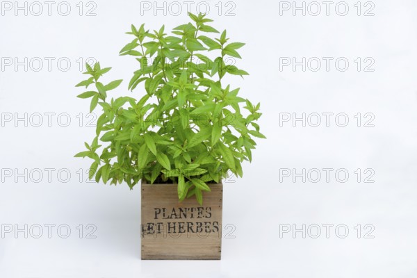 Lemon verbena, plant in pot, Aloysia citrodora