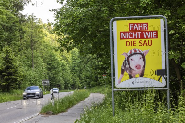 Safety campaign of the Rems-Murr district office. Motto: Don't drive like a pig. Kaiserbach, Baden-Württemberg, Germany