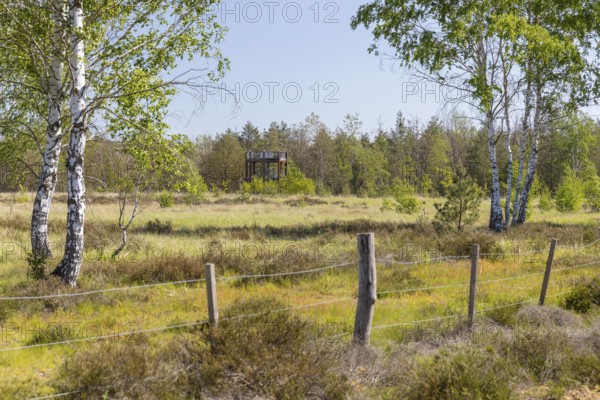 Observation tower on the heath trail through the Gohrischer Heide near Gröditz, Saxony, Germany