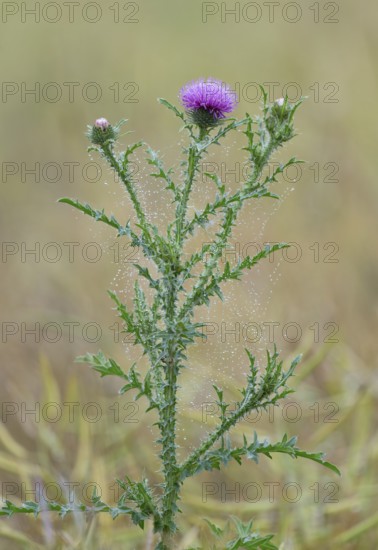 Way thistle (Carduus acanthoides), flowering, spider threads with dewdrops, Thuringia, Germany