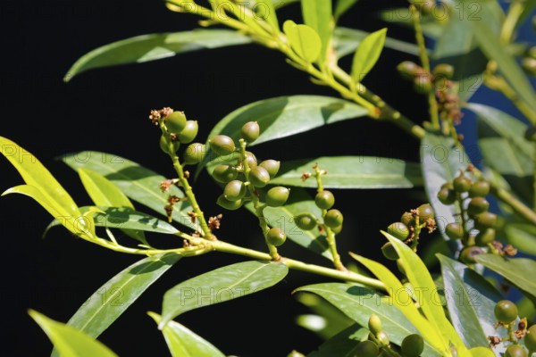 Laurel cherry (Prunus laurocerasus), cherry laurel, evergreen shrub, hardy, poisonous plant, garden, Germany