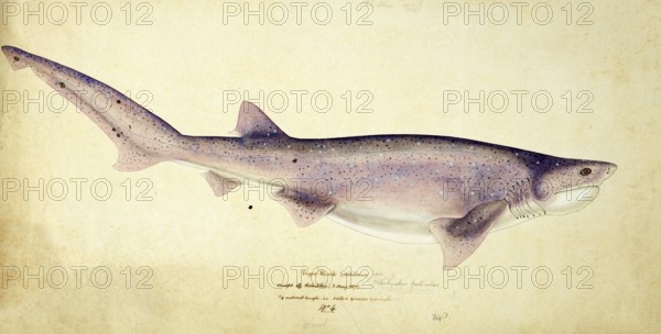 Broadnose sevengill shark, Notorynchus cepedianus, broadnose sevengill shark, fish, reproduction of an original, by Frank Edward Clarke (b. 1849, d. 1899), ichthyologist and scientific draughtsman