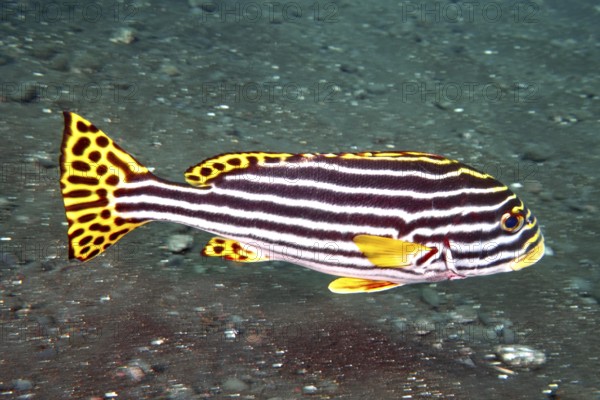 A black and yellow fish with stripes, Oriental sweetlips (Plectorhinchus vittatus), swimming over a dark sandy bottom, dive site USAT Liberty, Tulamben, Bali, Indonesia