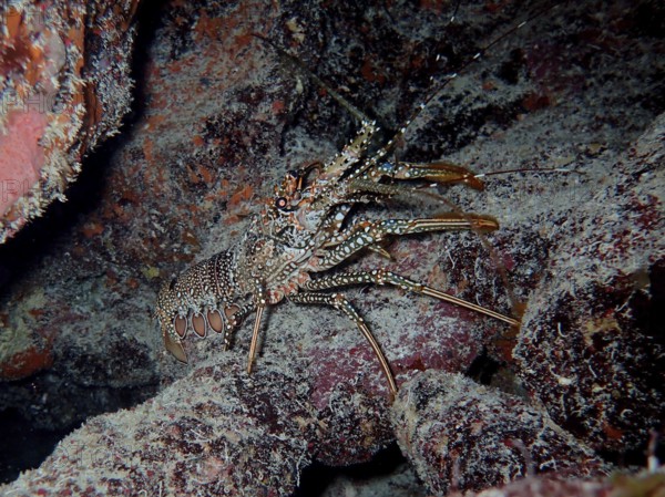 A crayfish with a striking pattern, guinea chick crayfish (Panulirus guttatus), on the seabed. Dive site John Pennekamp Coral Reef State Park, Key Largo, Florida Keys, Florida, USA