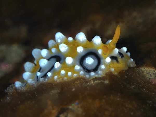 Yellowish warty snail with contrasting black dots, eyespot warty snail (Phyllidia ocellata), dive site Prapat, Penyapangan, Bali, Indonesia