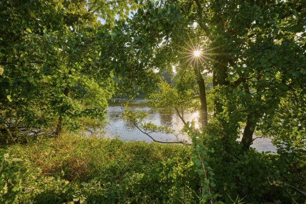 Sunbeams break through the dense canopy of leaves and illuminate a calm river in a green landscape, autumn, Großheubach, Miltenberg, Main, Spessart, Bavaria, Germany
