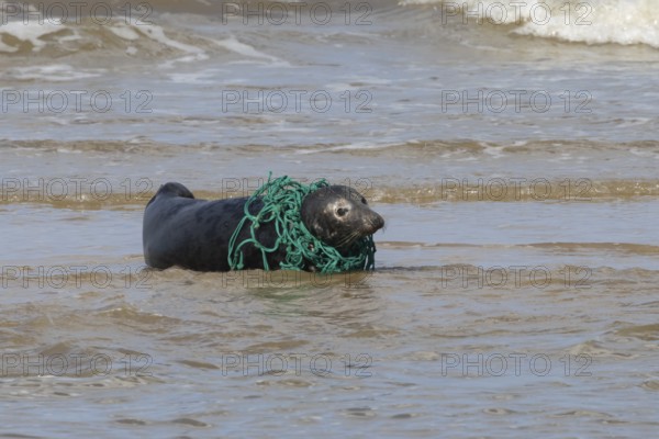 Grey seal (Halichoerus grypus) adult animal in the sea with a piece of netting around its neck, England, United Kingdom