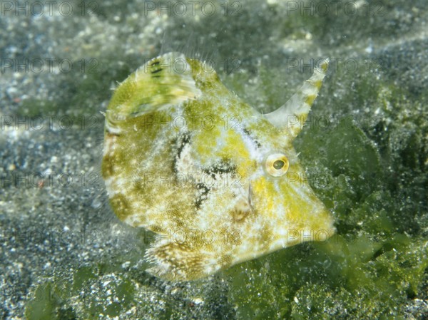 A seagrass filefish (Acreichthys tomentosus) with natural camouflage in the sand with green algae, dive site Secret Bay, Gilimanuk, Bali, Indonesia