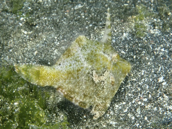 A small seagrass filefish (Acreichthys tomentosus) with a horn-like appendage on a sandy bottom, dive site Secret Bay, Gilimanuk, Bali, Indonesia
