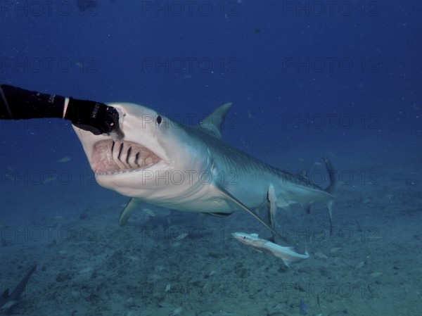 Diver feeding a Tiger Shark (Galeocerdo cuvier), dive site Jupiter, Florida, USA