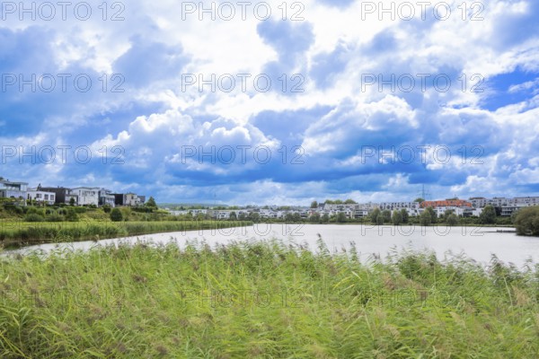Phoenix Lake Dortmund, green reeds in the foreground and to the side, houses in the background, blue cloudy sky, Dortmund, North Rhine-Westphalia, Germany