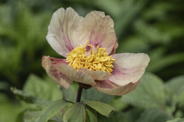 Caucasian peony (Paeonia mlokosewitschii), Emsland, Lower Saxony, Germany