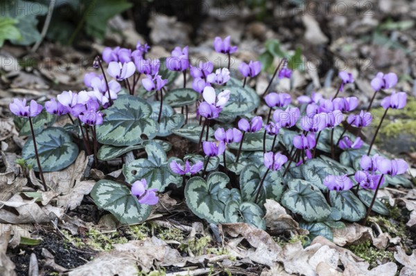 Early spring cyclamen (Cyclamen coum), Emsland, Lower Saxony, Germany
