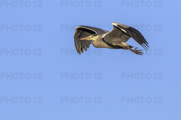 Grey Heron (Ardea cinerea) flying, Mecklenburg-Western Pomerania, Germany