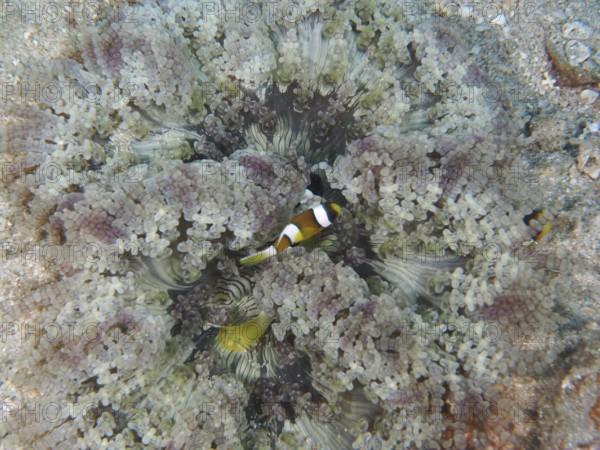 A juvenile Clark's anemonefish (Amphiprion clarkii) hiding in a large glass bead anemone (Heteractis aurora), dive site Twin Reef, Penyapangan, Bali, Indonesia