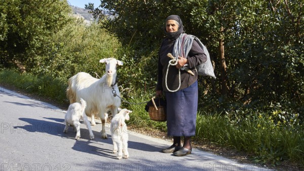 An elderly woman with three goats on a rural road, traditional clothing, sheep (e) or goat (n), ovis, caprae, Crete, Greek Islands, Greece