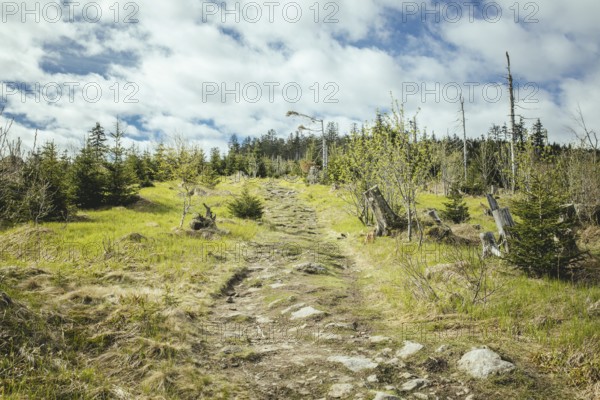 Ascent to the Gentiana bavarica, Bavarian Forest, Bavaria, Germany