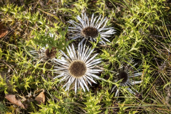 Silver thistle (Carlina acaulis), close-up of a flower. Germany
