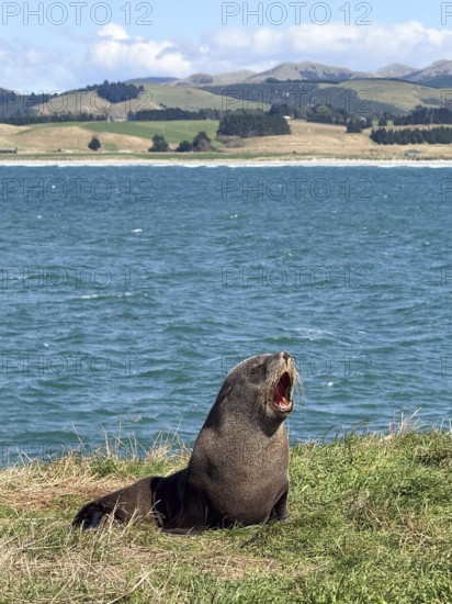 Young New Zealand sea lion at Katiki Point Lighthouse, South Island, New Zealand, Oceania