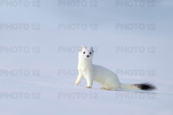 Ermine or large weasel (Mustela erminea), in winter fur, Eggen, Terfens, Tyrol, Austria