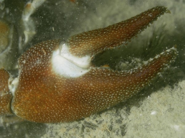 Close-up showing the detailed structure of a crayfish claw, in particular the eponymous white spot, of signal crayfish (Pacifastacus leniusculus), American crayfish, invasive species, in the water, Terlinden dive site, Küsnacht, Lake Zurich, Canton Zurich, Switzerland