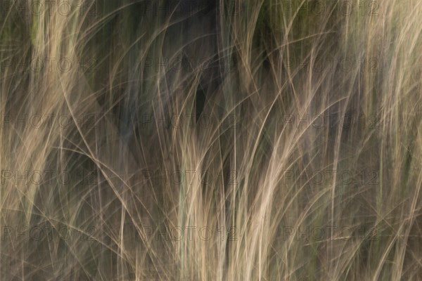 Beach grass, beach-like, dunes, wiping picture, Søndervig beach, Ringkøbing Fjord, Denmark