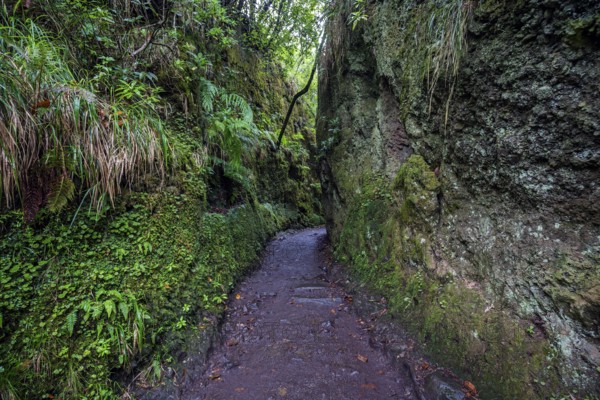 PR11 Vereda dos Balcões hiking trail to the Miradouro Balcoes viewpoint, Ribeiro Frio, Madeira, Portugal