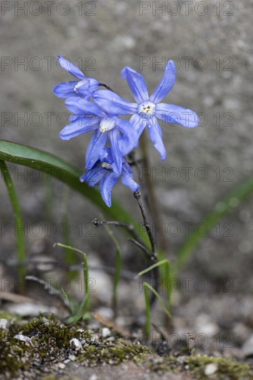 Blue star (Scilla bifolia), Rhineland-Palatinate, Germany