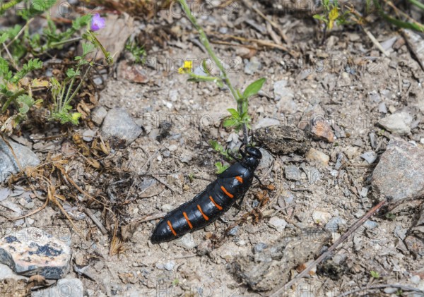 A black-orange beetle on an earthy substrate between small plants and stones, Beetle (Berberomeloe majalis), Oil beetle (Coleoptera), Extremadura, Spain