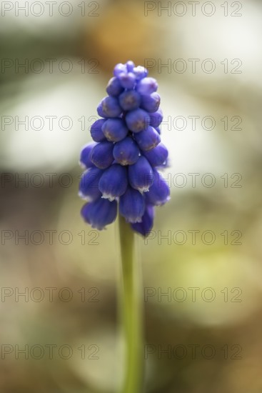 Grape hyacinth (Muscari botryoides), Rhineland-Palatinate, Germany