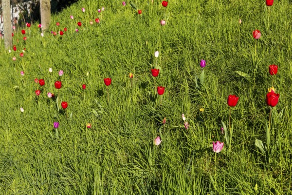 Tulips (tulpia) blooming in different colours in a meadow, spring in the Käbschütztal, Saxony, Germany