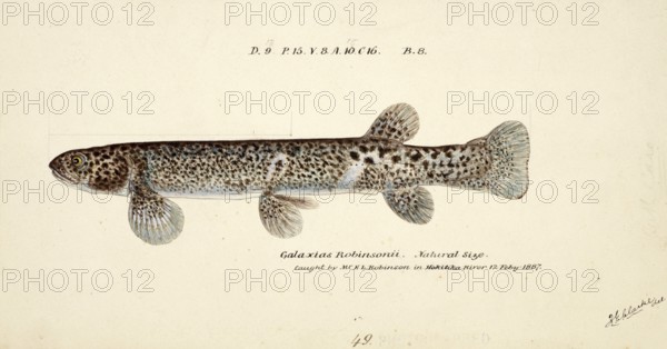 Galaxias brevipinnis, also called climbing galaxias, a freshwater fish of the genus Galaxias, fish, reproduction of an original, by Frank Edward Clarke (b. 1849, d. 1899), ichthyologist and scientific draughtsman
