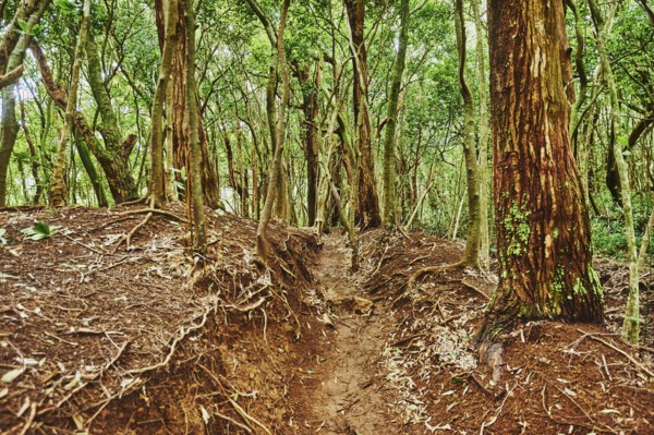 Landscape of Rainforest at the Lulumahu trail to the Lulumahu falls, Honolulu Watershed Forest Reserve, Hawaiian Island Oahu, O?ahu, Hawaii, Aloha State, United States
