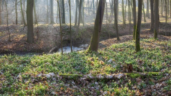 Early spring in the floodplain forest, spring snowflakes in bloom (Leucojum vernum), sun shining through the morning mist, Zeitz Forest, Saxony-Anhalt, Germany