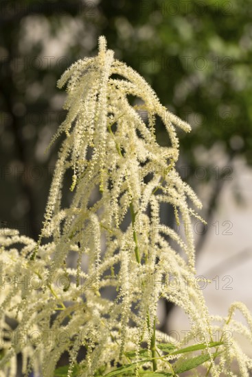 Delicate white flowers of the honeysuckle (Aruncus dioicus) against a blue sky, Neunkirchen, Lower Austria, Austria